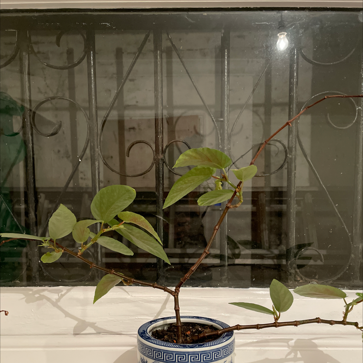 Potted Japanese Knotweed plant on a windowsill with healthy green leaves.