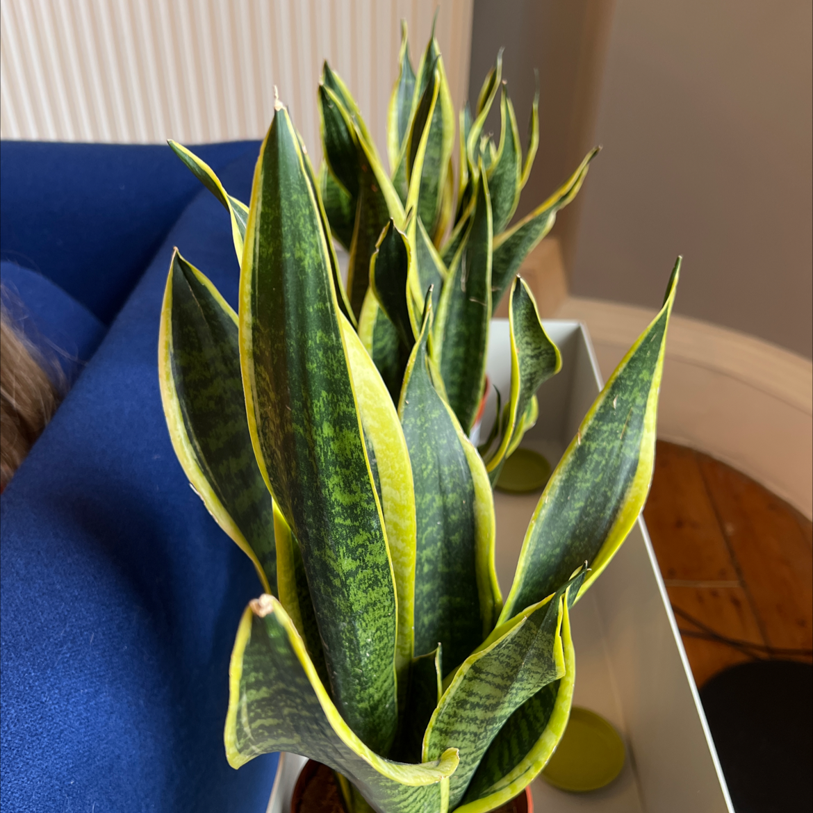 Snake Plant plant photo by @maxwell named Aria on Greg, the plant care app.