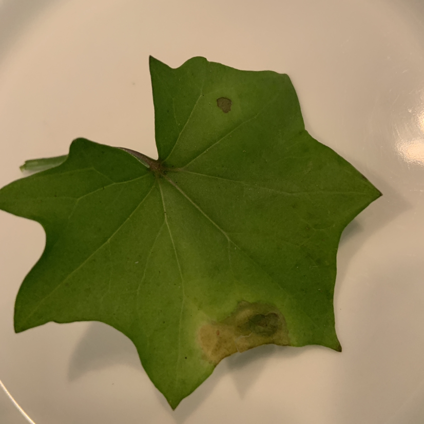 Cape Ivy leaf with brown and dark spots indicating potential health issues.