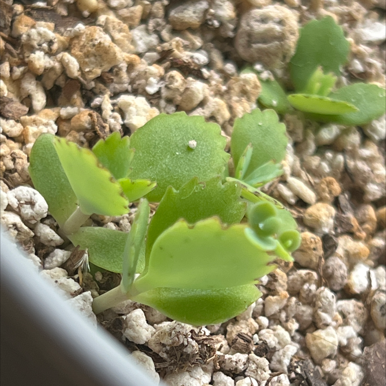 Close-up of a healthy Kalanchoe fedtschenkoi succulent plant with small, round, green leaves growing in rocky soil.