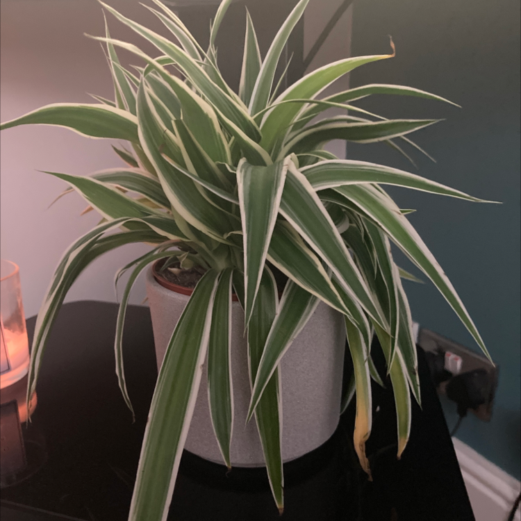 Photo of the plant species Agave demeesteriana by Hannah named Lounge on Greg, the plant care app