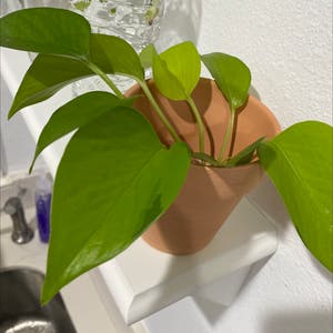 Neon Pothos plant photo by @Syd.ni named Coco on Greg, the plant care app.