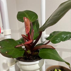 Blushing philodendron