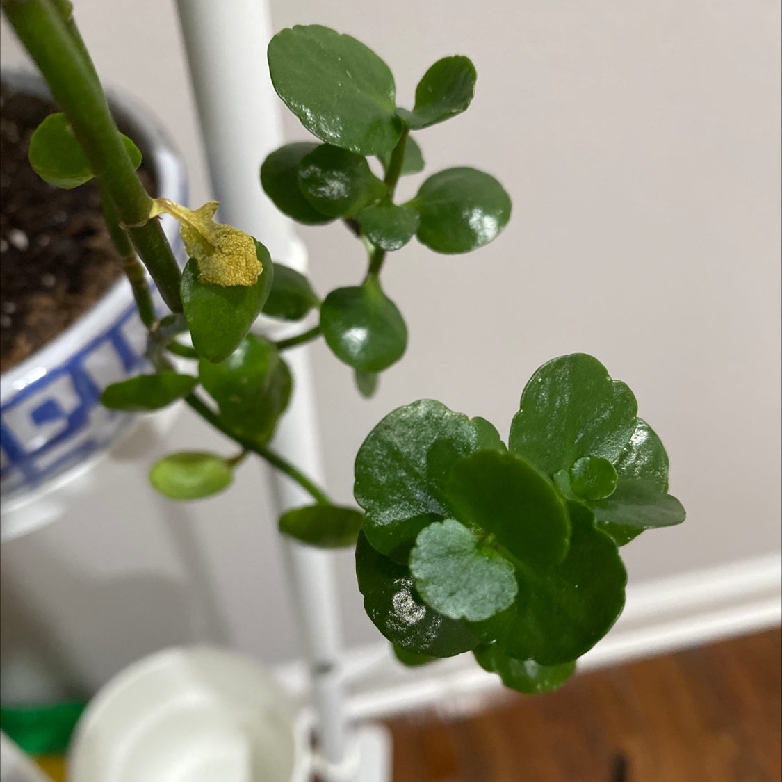 Florist Kalanchoe plant photo by @Syd.ni named Oscar on Greg, the plant care app.