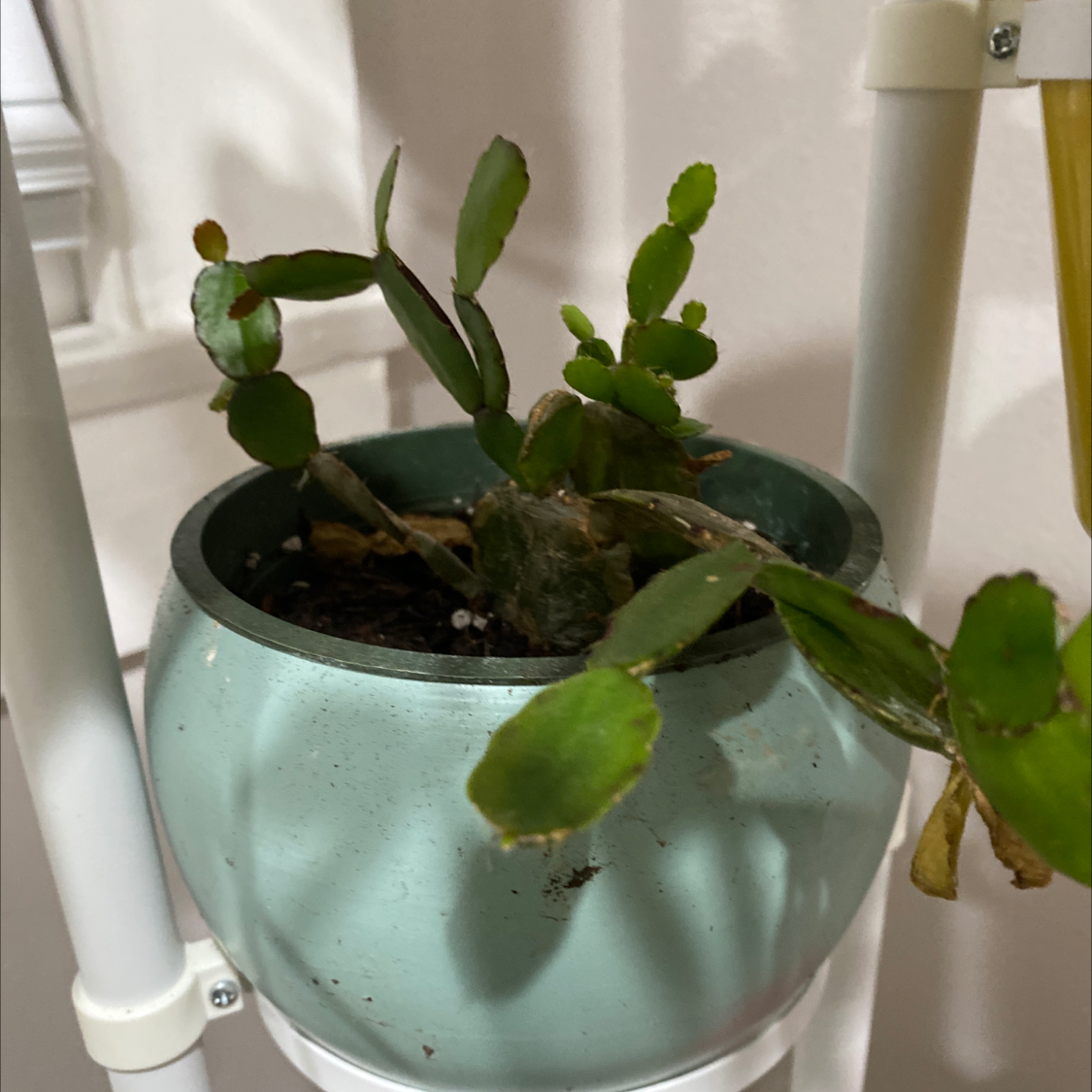 Potted Easter Cactus with some yellowing and browning leaves.