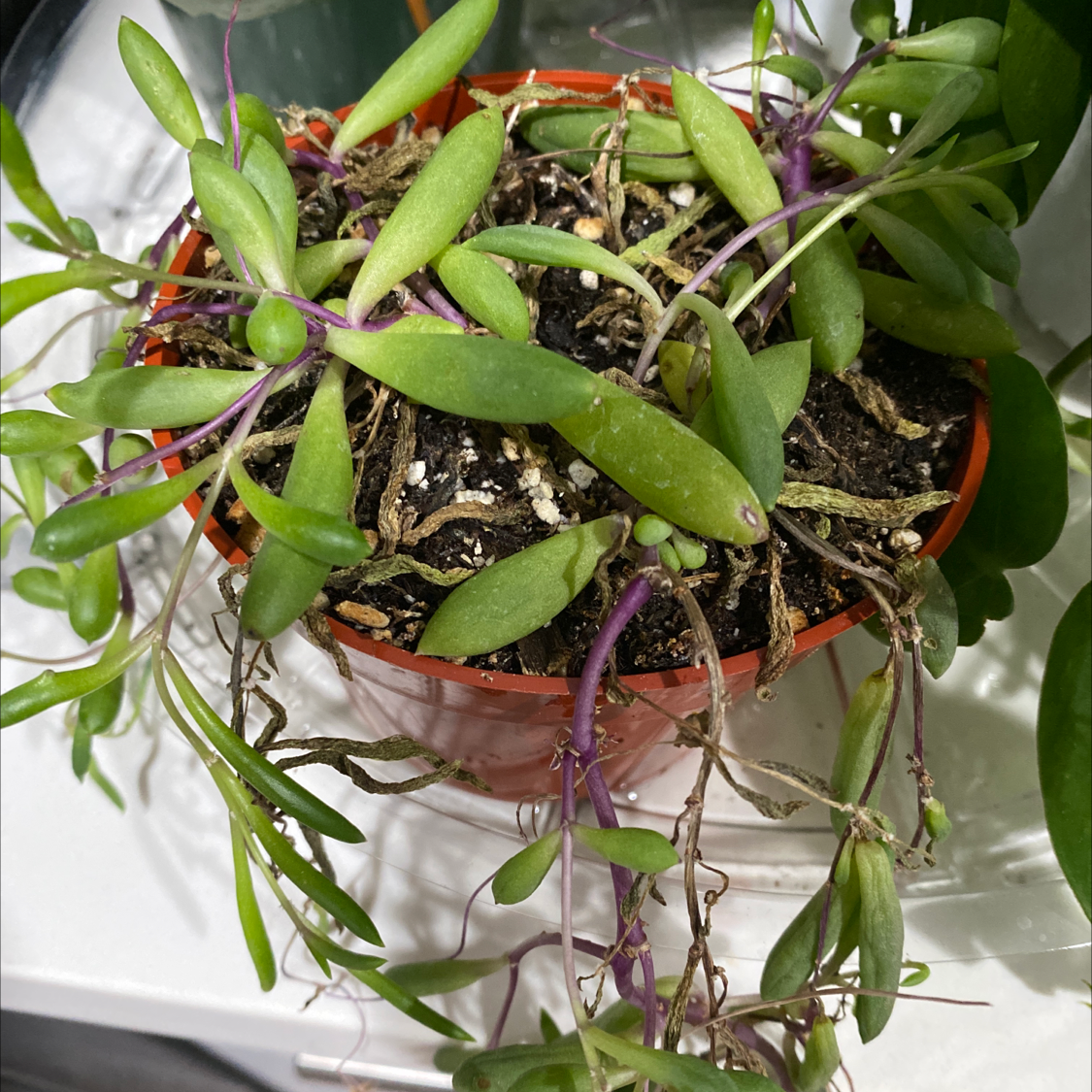 Shoreline Sea Purslane plant photo by @Syd.ni named Pearly on Greg, the plant care app.