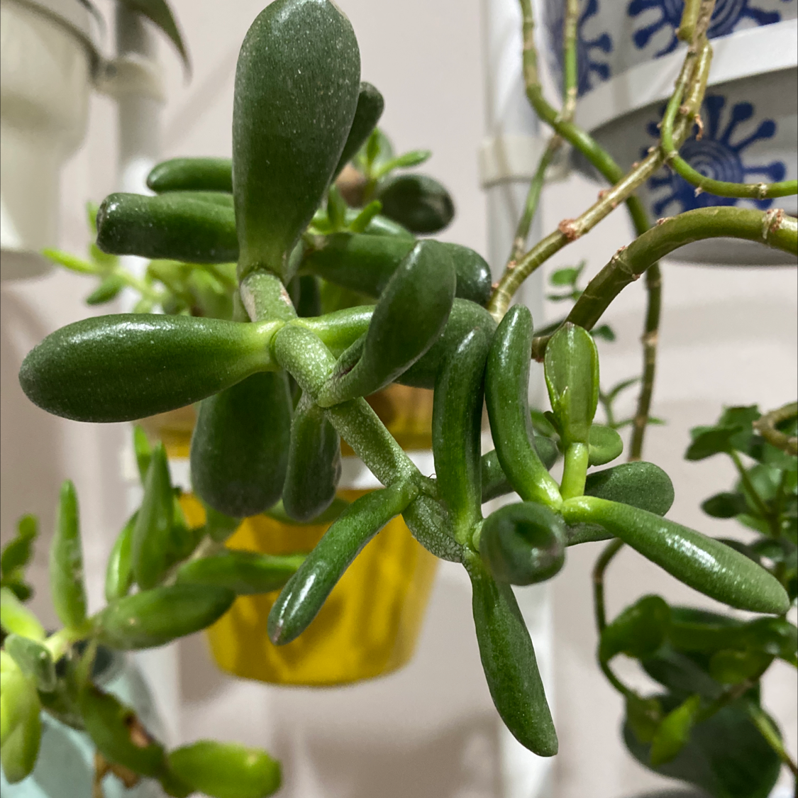 Lucky Plant plant photo by @Syd.ni named Planty on Greg, the plant care app.