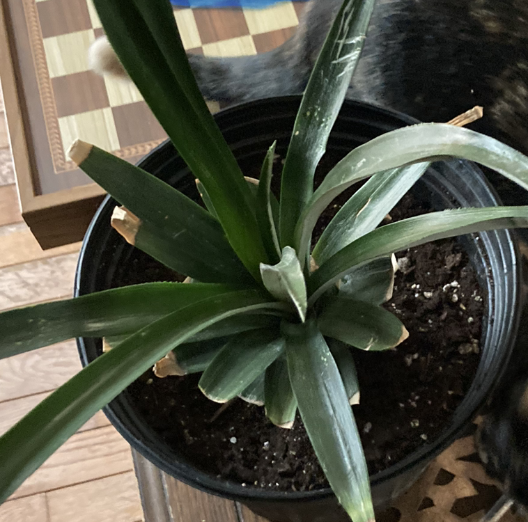 Healthy young pineapple plant with vibrant green serrated leaves growing in a black plastic pot, soil visible.