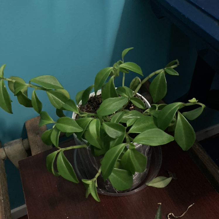Radiator Plant in a small pot on a wooden surface with healthy green leaves.