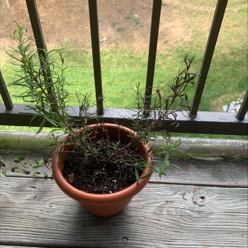 💧 How Do I Fix Rosemary Root Rot?