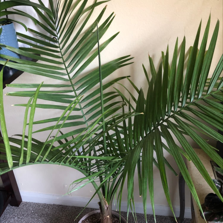 Majesty Palm plant photo by @ofmiceandmaggie named Walter on Greg, the plant care app.