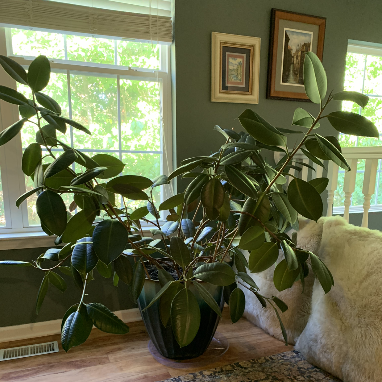 Rubber Plant plant photo by Hilary named Andy Dufresne on Greg, the plant care app.