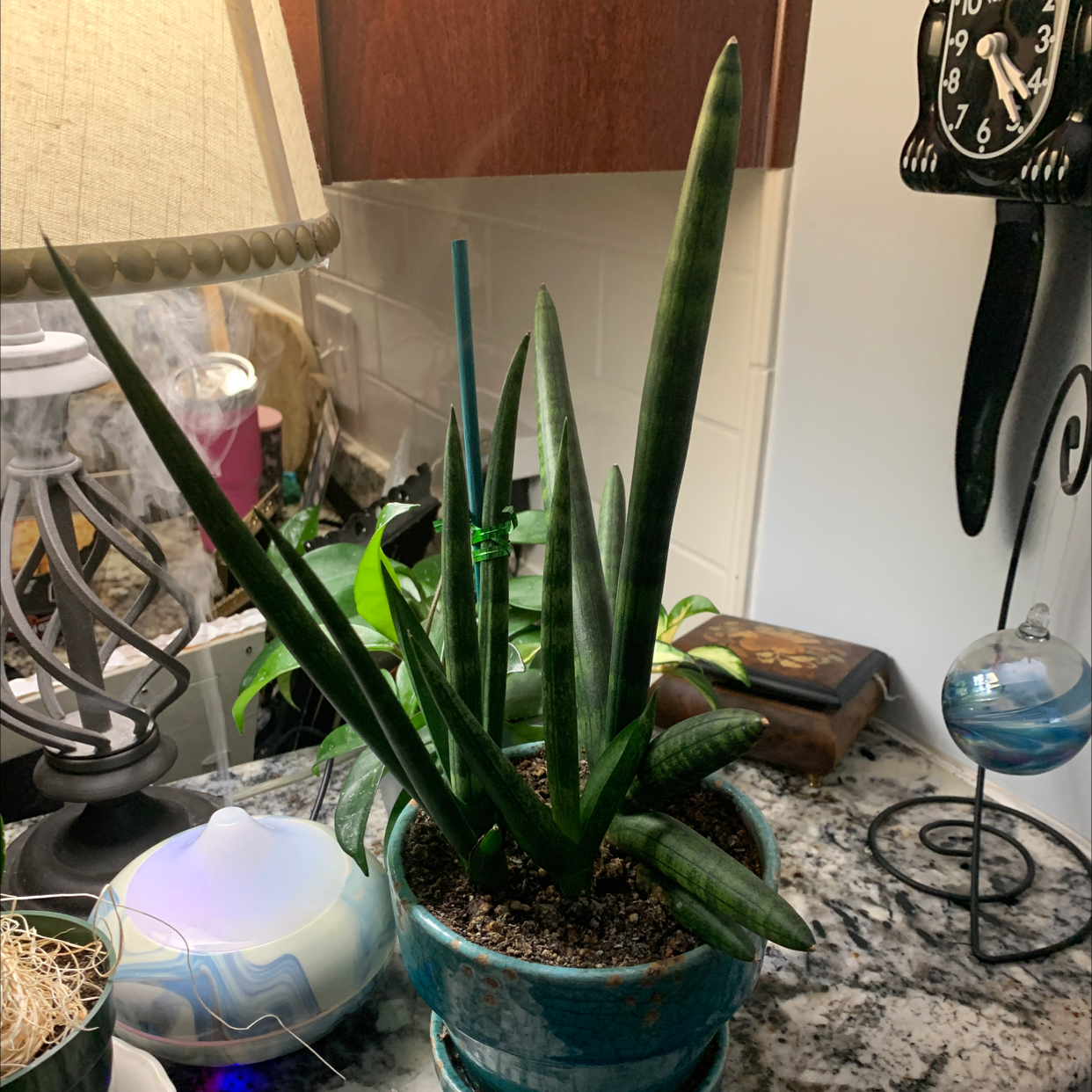 Cylindrical Snake Plant plant photo by Hilary named Fingers on Greg, the plant care app.