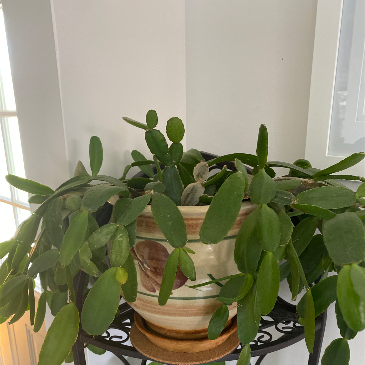 Easter Cactus plant photo by Patty named Christmas Cactus on Greg, the plant care app.