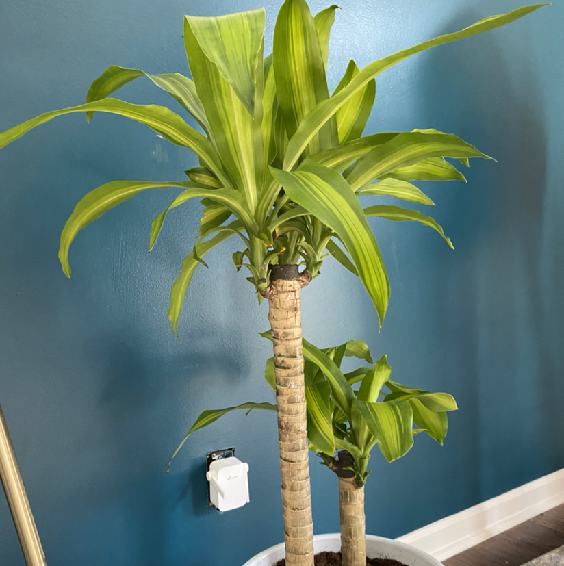 Dracaena 'Sted Sol Cane' plant with two stems, slight leaf yellowing, indoors against a blue wall.