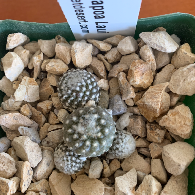 Photo of the plant species Strombocactus by Marilou named Your plant on Greg, the plant care app