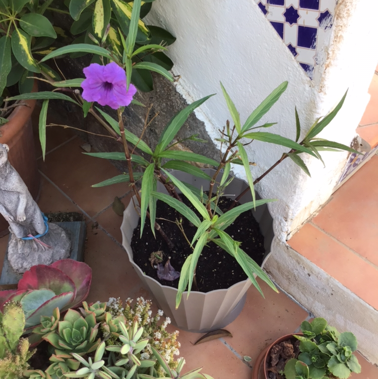 Potted Mexican Bluebell with a single purple flower and visible soil.