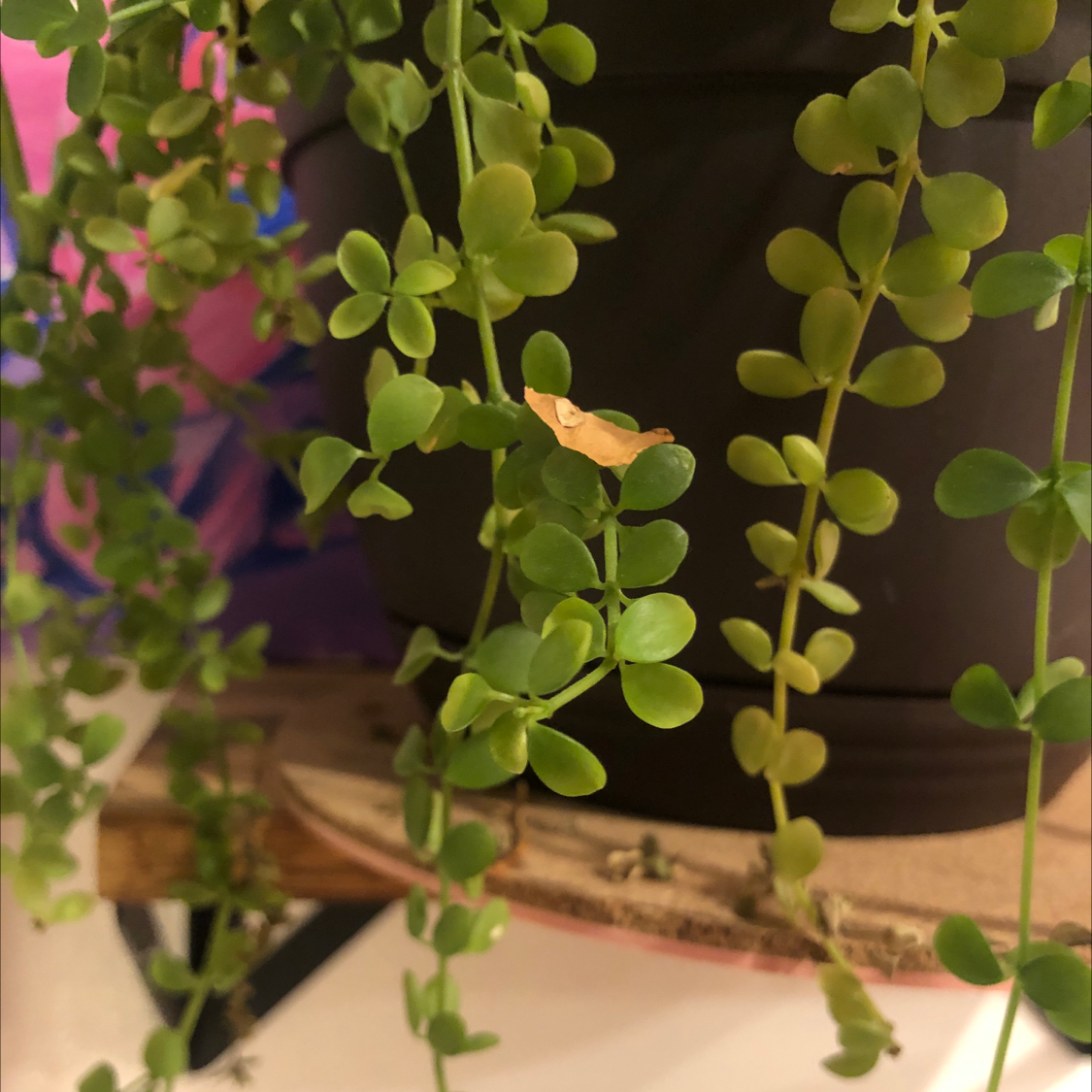 Creeping Jenny plant with small, round leaves in a pot. One leaf is brown.