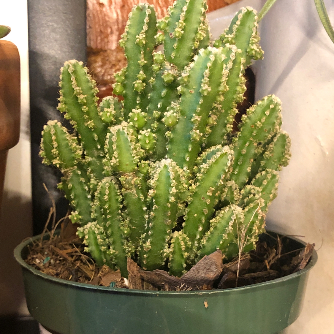 Potted Night-Blooming Cereus plant with green stems and small spines.