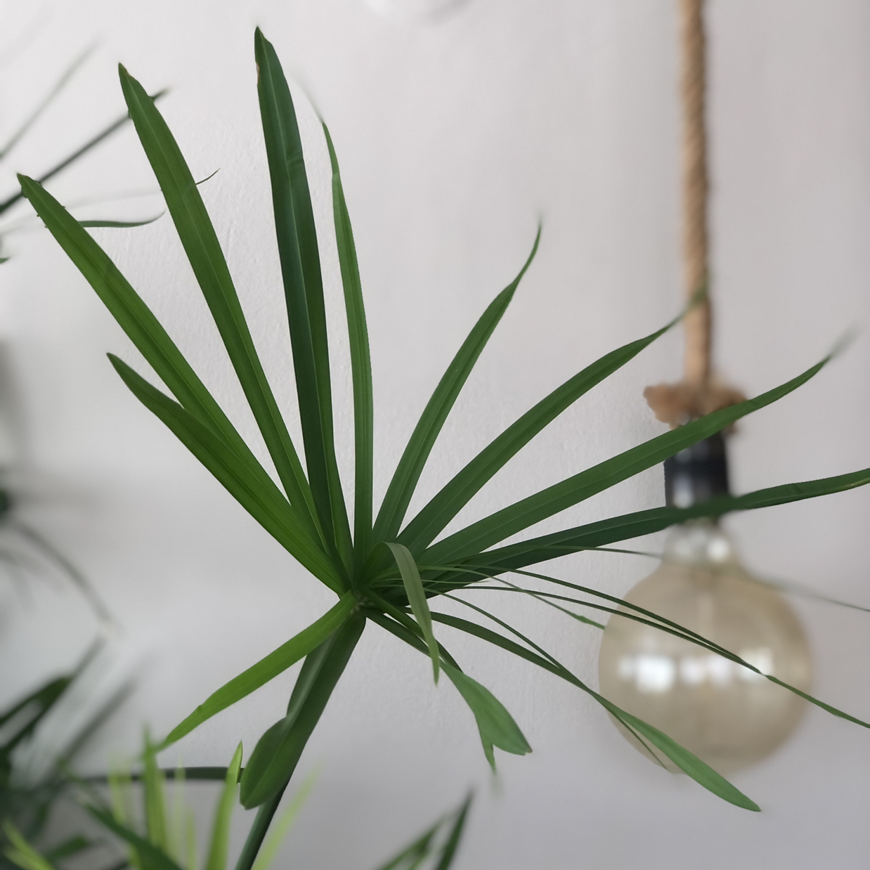 Photo of the plant species Cyperus Alternifolius by Hakan named Japon Şemsiyesi on Greg, the plant care app