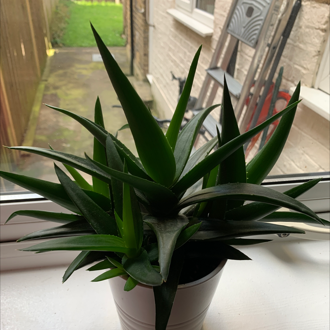 Photo of the plant species Woolly torch by @josh_muir named Spike on Greg, the plant care app
