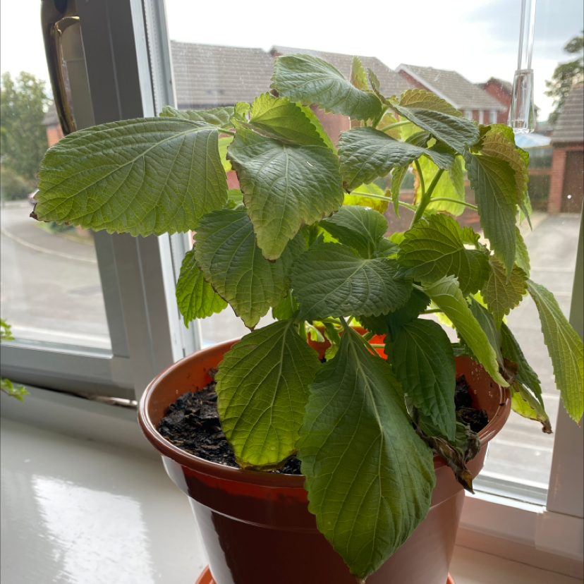 Potted Beefsteak Plant with broad, serrated leaves on a windowsill.