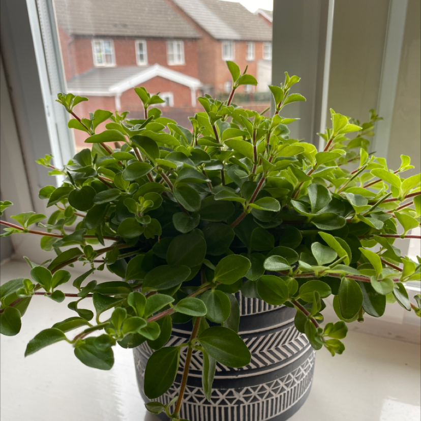 Trailing Jade plant in a decorative pot on a windowsill, with vibrant green leaves.