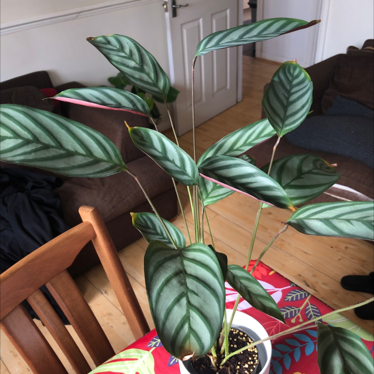 Photo of the plant species Never Never Plant by Catherine named Sahara on Greg, the plant care app