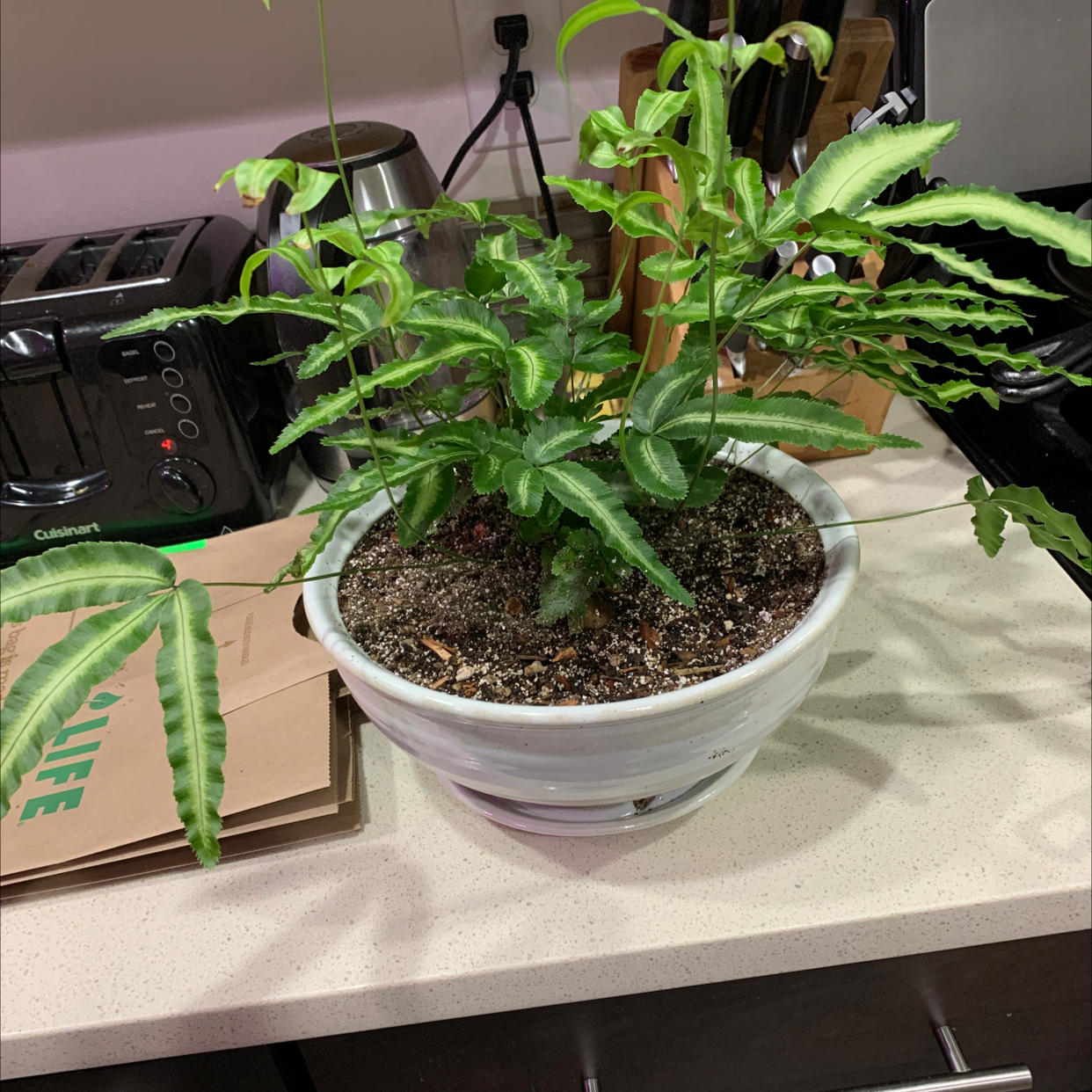 Potted Cretan Brake plant with green, elongated leaves on a countertop.