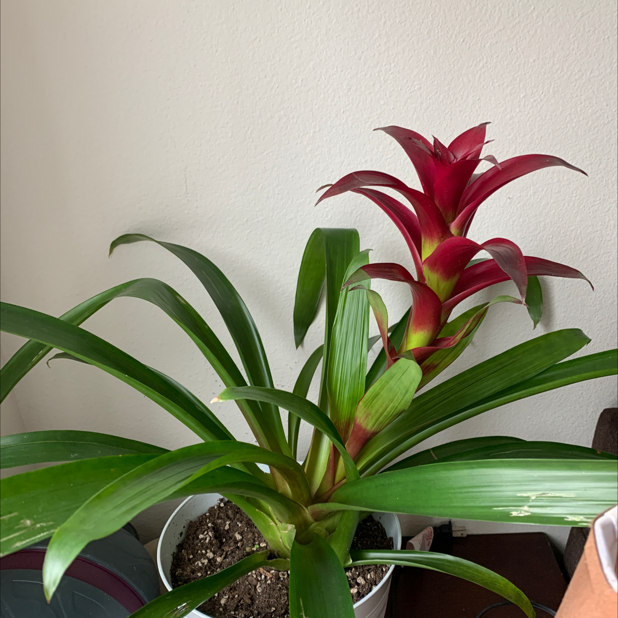 Blushing Bromeliad with vibrant red and green leaves in a pot with visible soil.