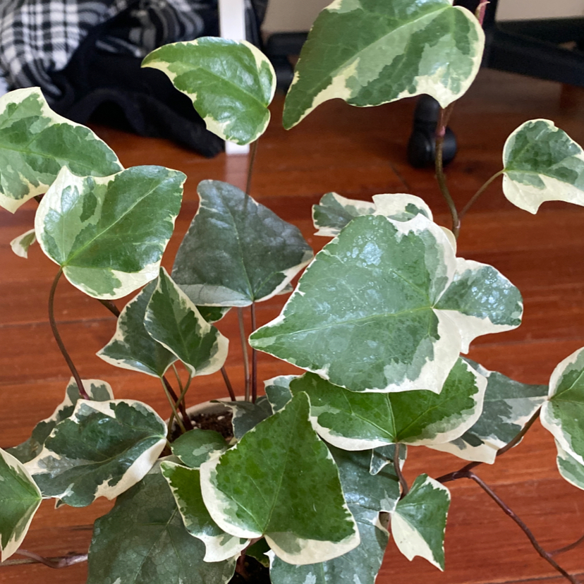 Photo of the plant species Algerian Ivy by @tiffanyelise01 named Marengo Ivy on Greg, the plant care app
