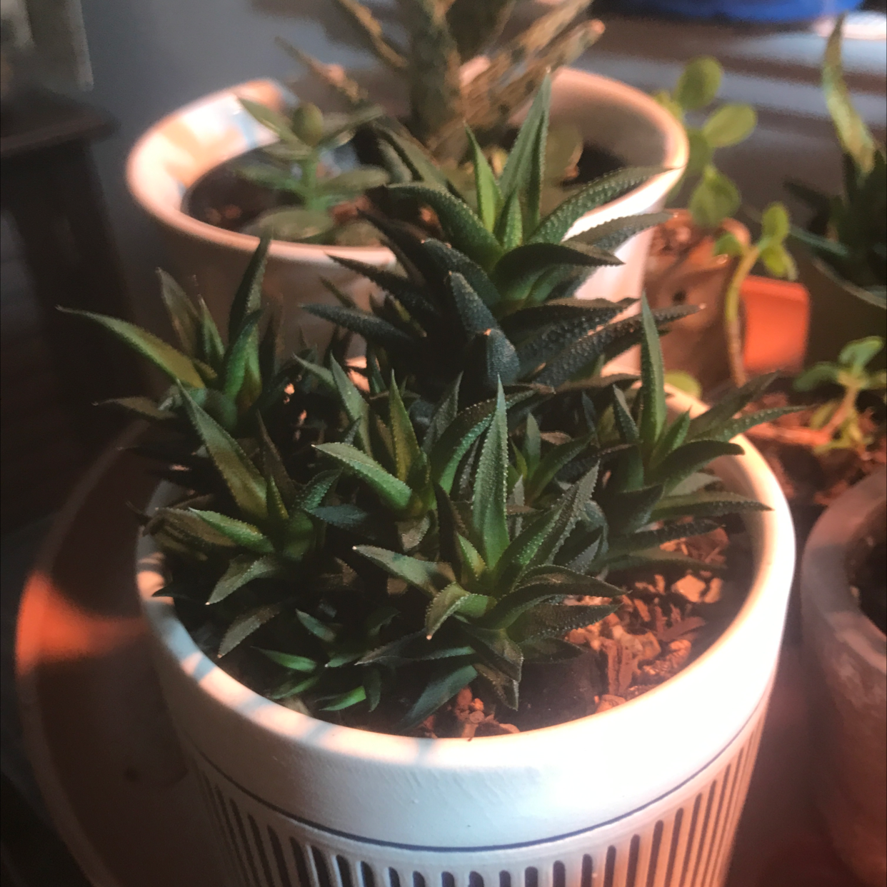 Zebra Plant plant photo by Sam named Tweedle dee on Greg, the plant care app.