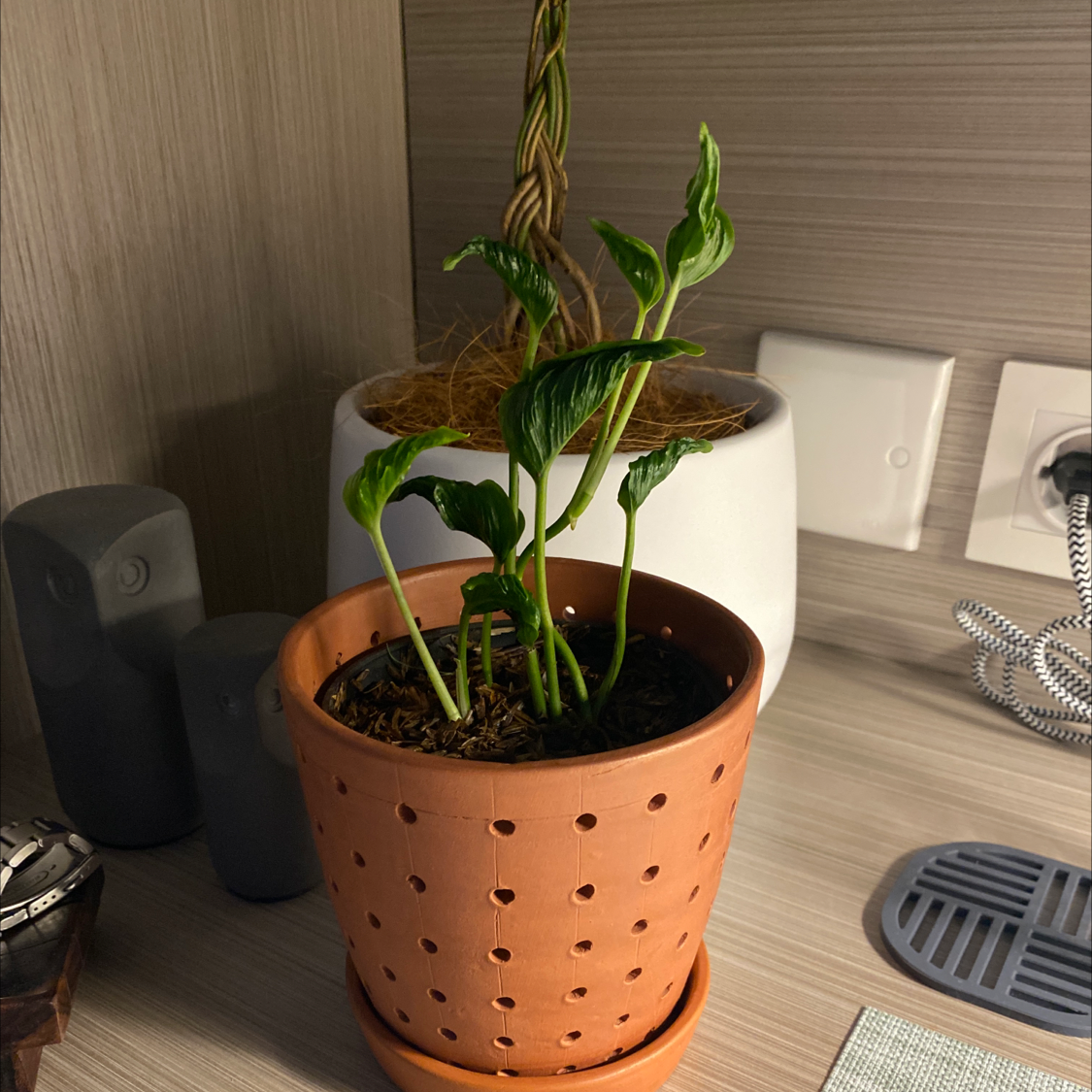 Pothos 'Shangri La' plant in a terracotta pot on a wooden surface.