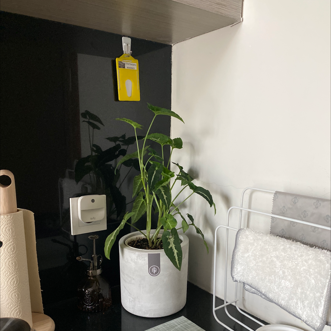 Indoor potted Syngonium wendlandii plant with green leaves and visible soil.
