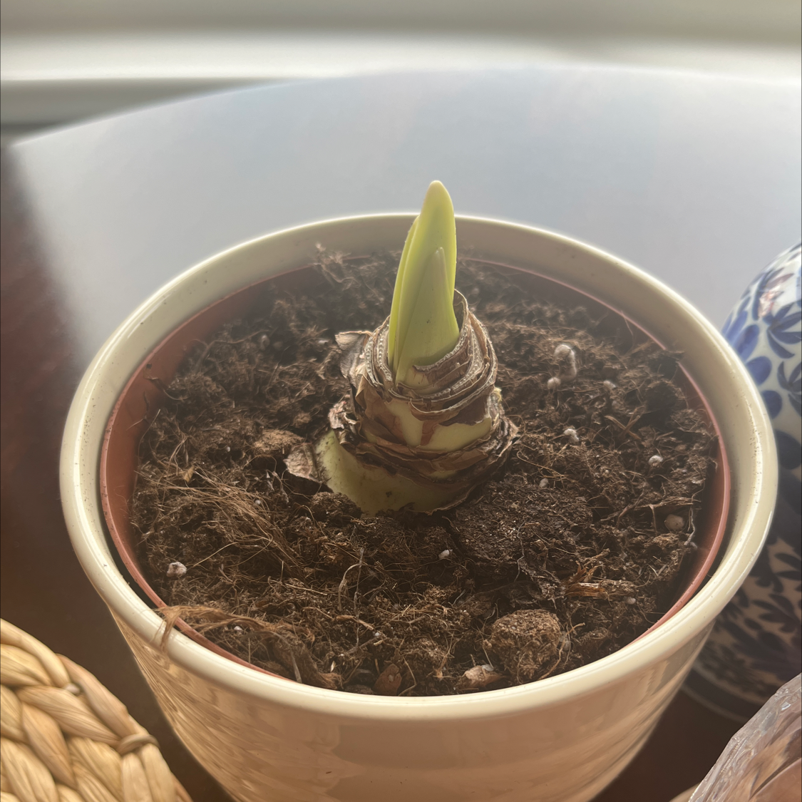Potted Hippeastrum 'Red Lion' bulb with a green shoot emerging.