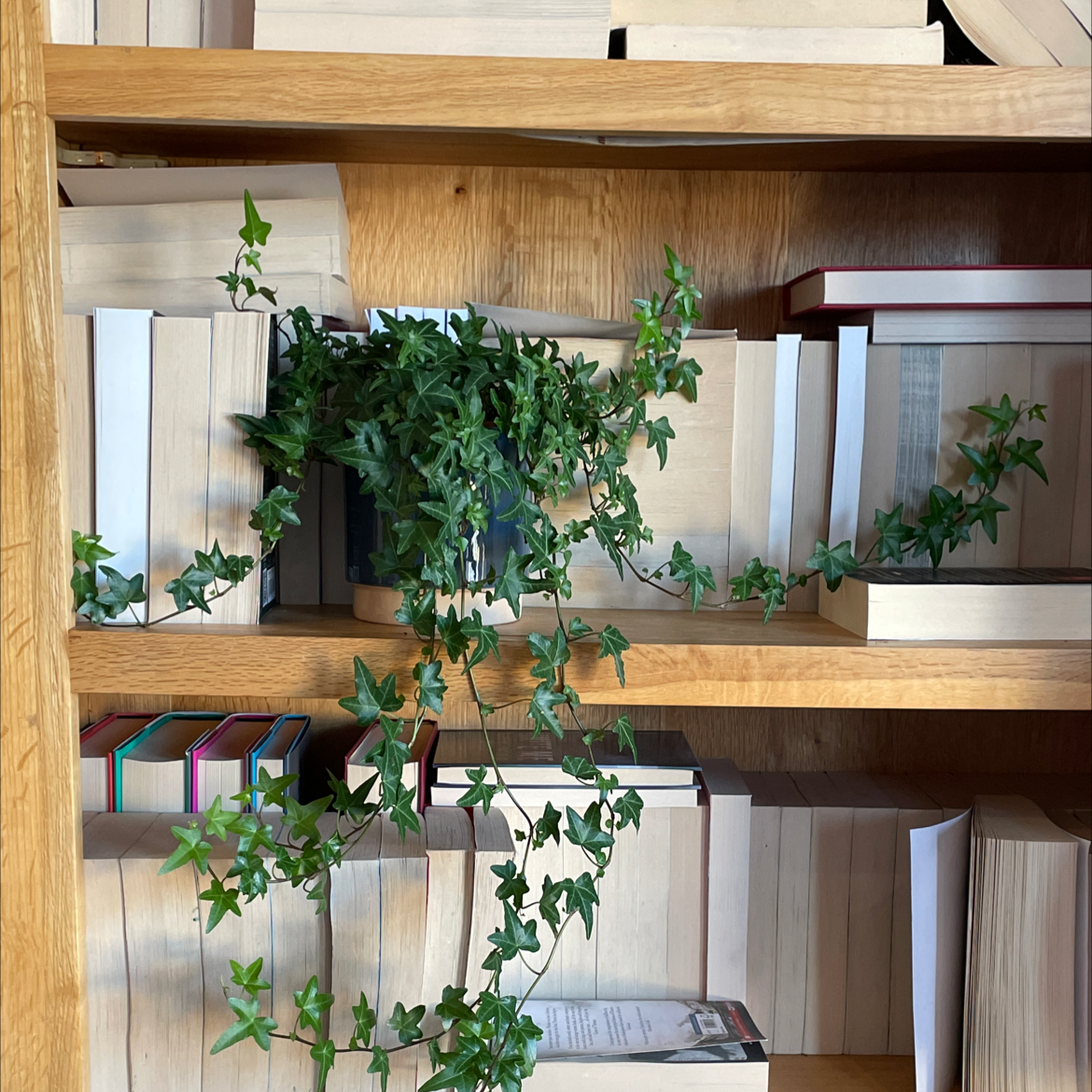 Photo of the plant species English Ivy by Phoebe named Lizzie on Greg, the plant care app