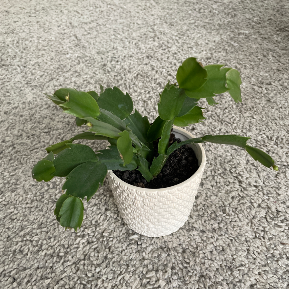 False Christmas Cactus plant photo by @anielah04 named Apollo on Greg, the plant care app.