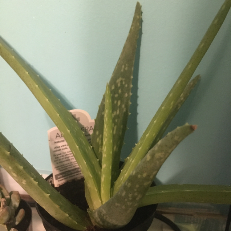 Aloe vera plant photo by @alicek named vera on Greg, the plant care app.