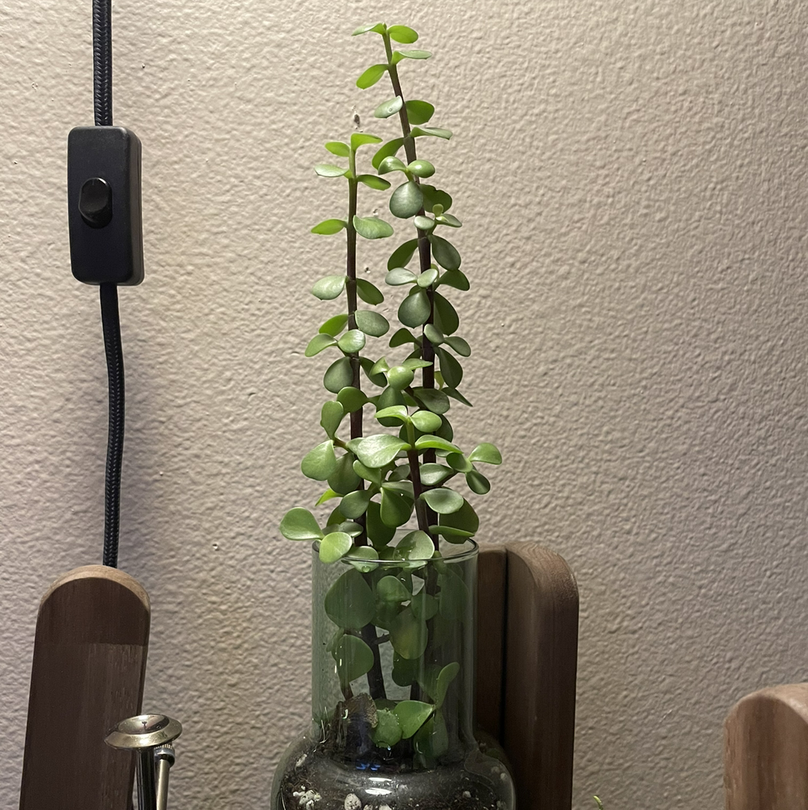 Porkbush plant photo by @achin named dumbo on Greg, the plant care app.