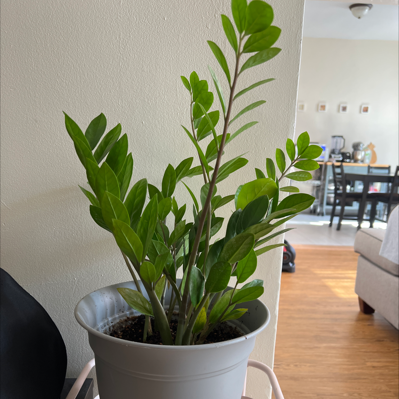 Planty