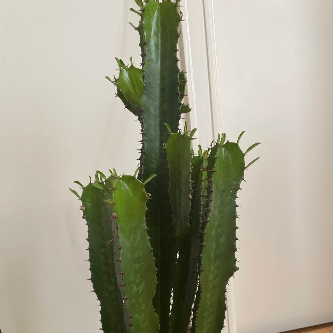 Photo of the plant species Desert Candle Cactus by Nikolaos named Your plant on Greg, the plant care app