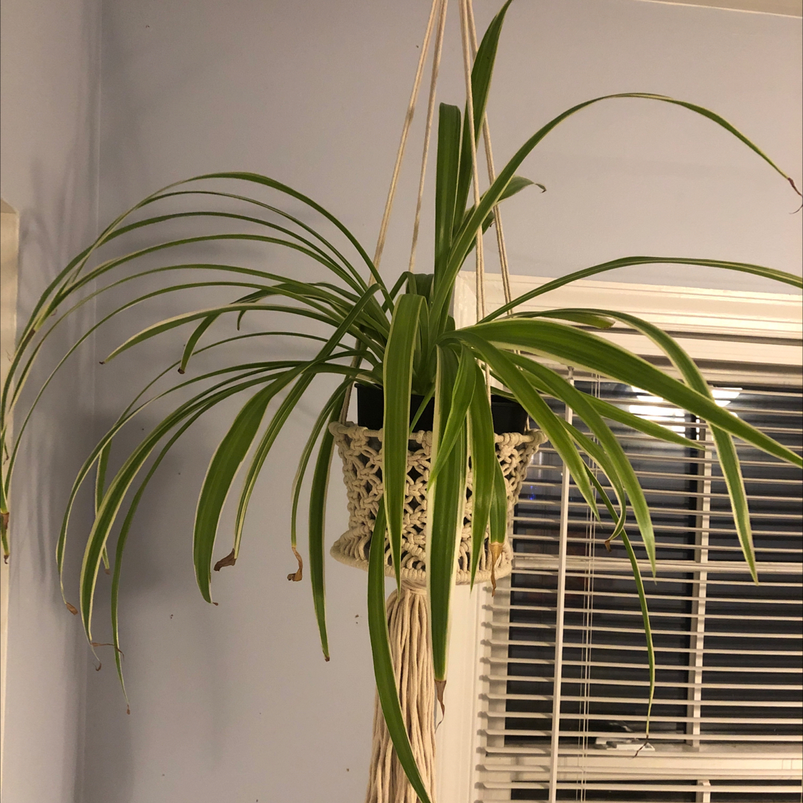 Variegated Spider Plant in a hanging pot with some browning leaf tips.