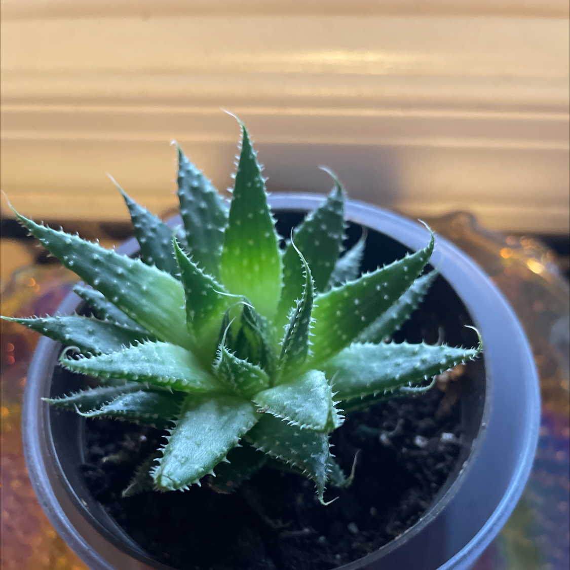 Close-up of a healthy Zebra Plant (Haworthiopsis fasciata) in a small black plastic pot, showing vibrant green leaves with distinctive white horizontal stripes.