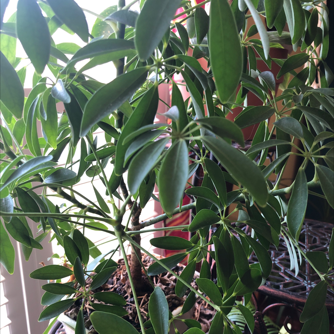Healthy, thriving Dwarf Umbrella Tree with lush green foliage and no signs of discoloration or damage.