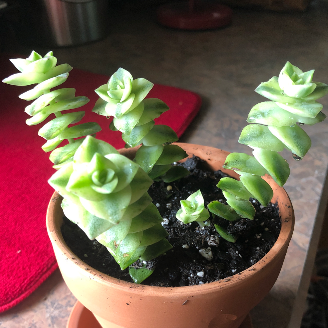 Healthy Crassula perforata succulent with spiraling button leaves held in hand, planted in terracotta pot on red towel.