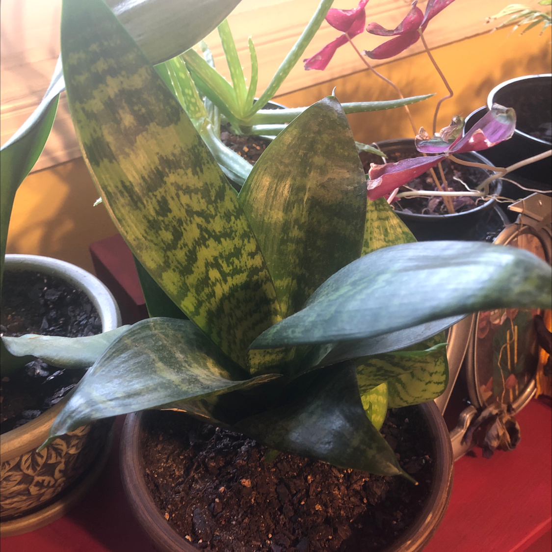Snake Plant (Sansevieria trifasciata) in a pot with visible soil and healthy green leaves.