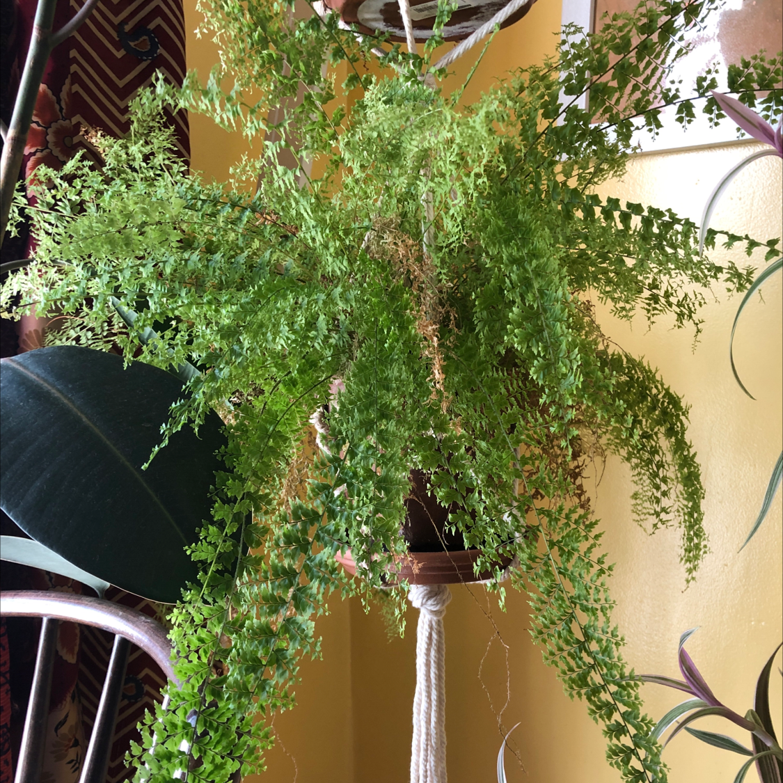 Healthy, lush green Erect Sword Fern plant in a silver decorative pot, with long feathery fronds and no signs of disease or damage.