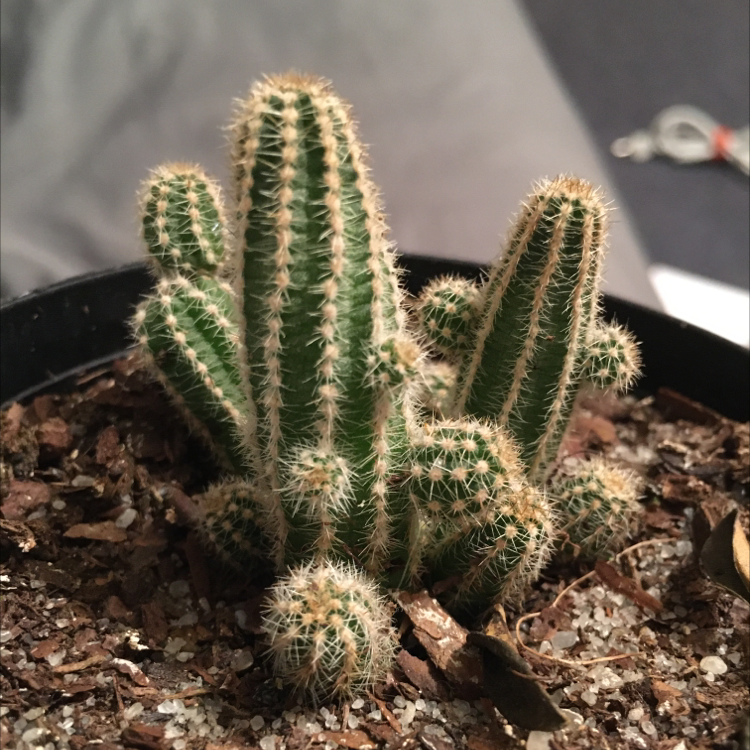 Photo of the plant species Engelmann's Hedgehog Cactus by @izzybpb named Hedgehog cactus on Greg, the plant care app