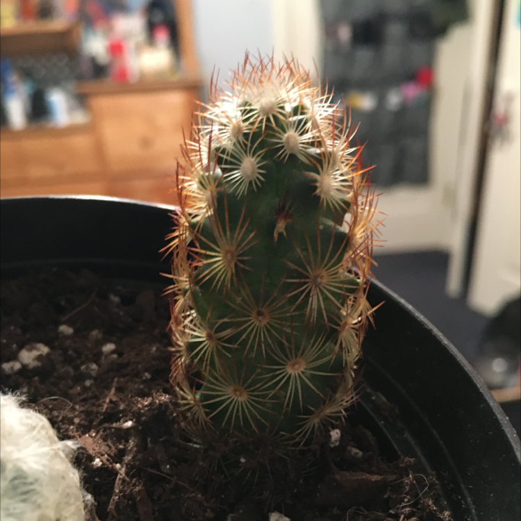 Lady Finger Cactus 'Copper King' in a pot with visible spines and soil.