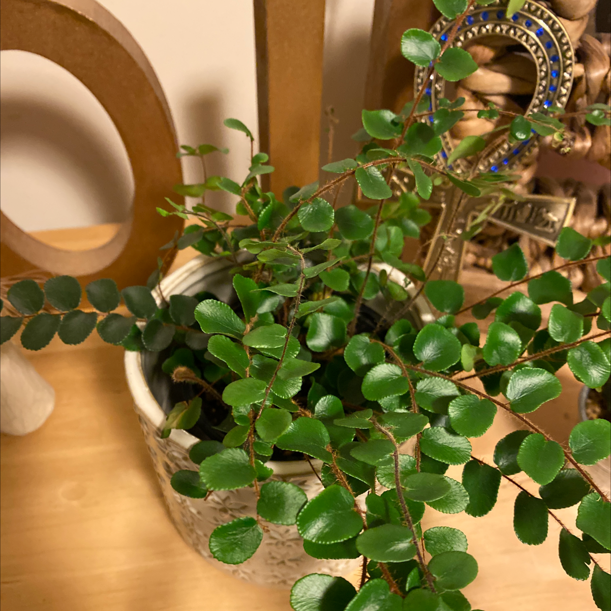 Pellaea rotundifolia plant in a pot with vibrant green leaves.